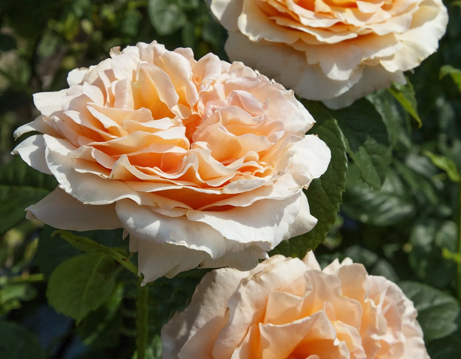 Polka™ Climbing Rose